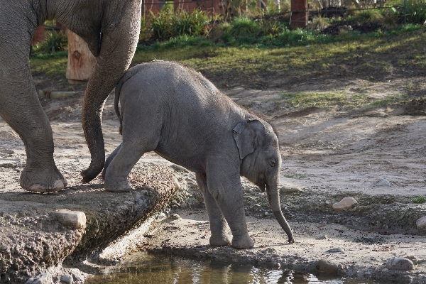 Adventure wildlife zoo mammal Photo