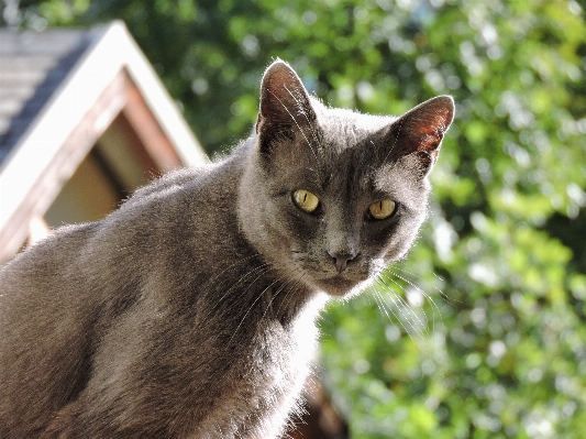 Photo Chat félin mammifère fauna