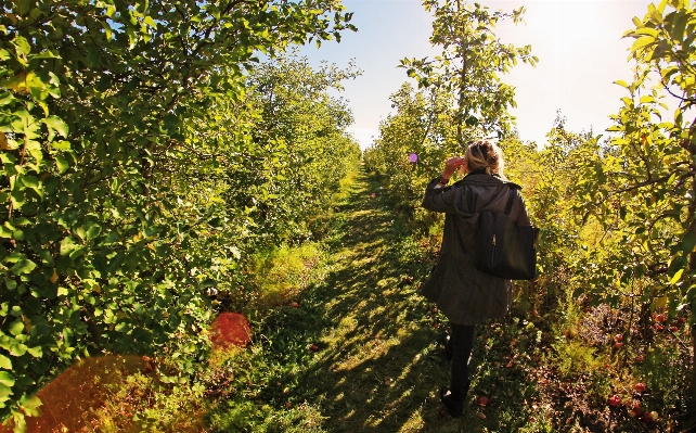 Apple baum natur wald Foto