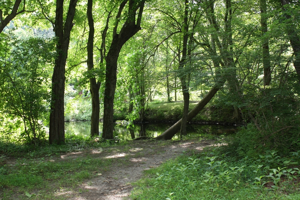 Landscape tree water nature