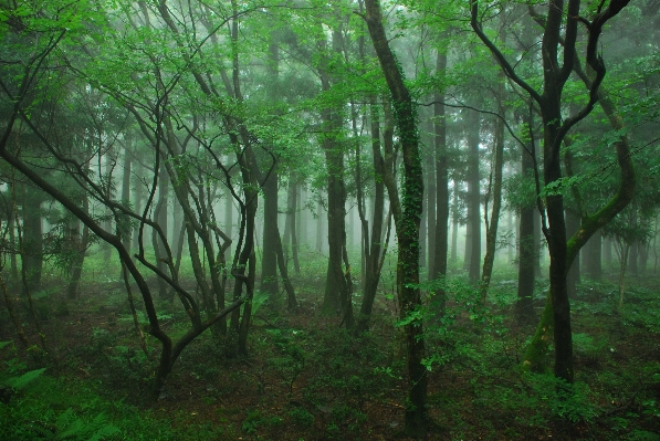 Tree nature forest swamp Photo