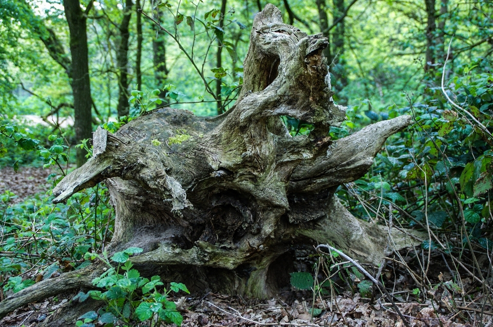 Albero natura foresta ramo