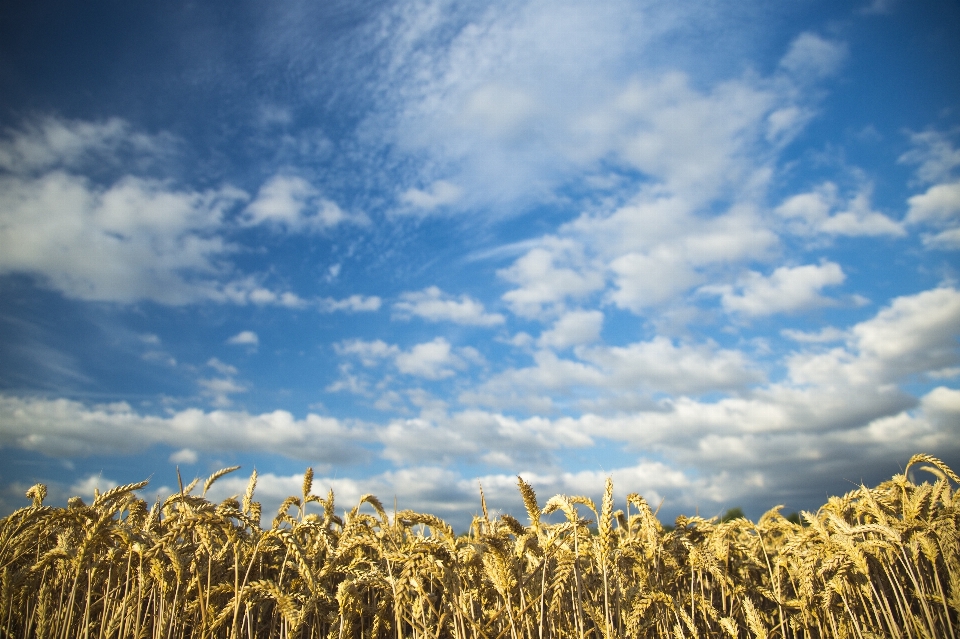 Landschaft gras horizont offen