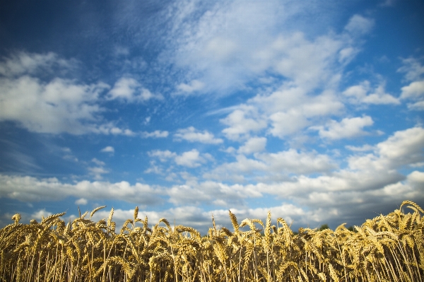 Landscape grass horizon open Photo