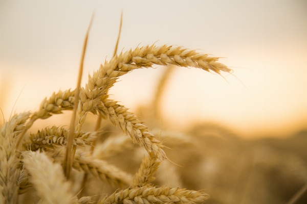 Nature grass plant sky Photo