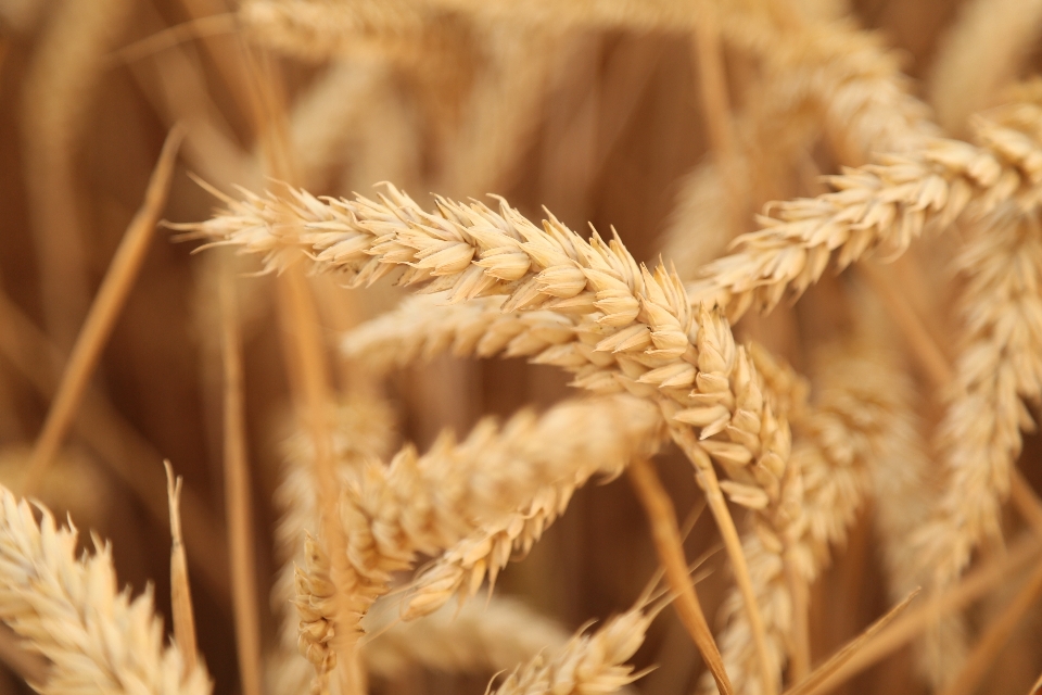 Plant sunset field barley