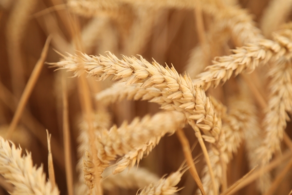 Plant sunset field barley Photo