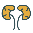 Kidneys Icon