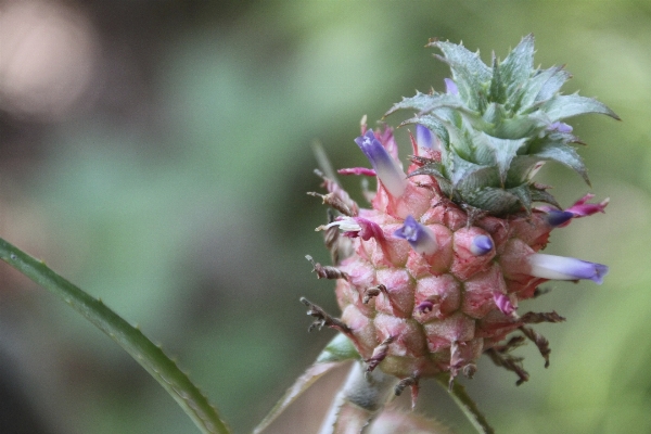 Natur blüte anlage fotografie Foto