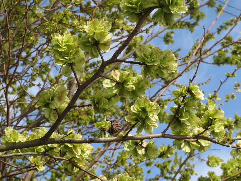 Tree branch blossom plant