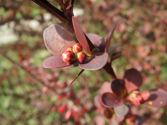 Tree nature branch blossom Photo