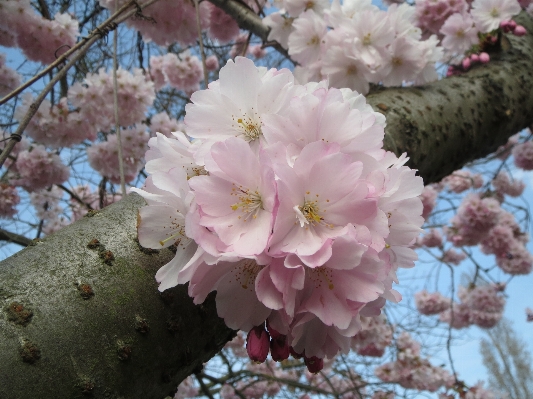 Foto Albero ramo fiore pianta