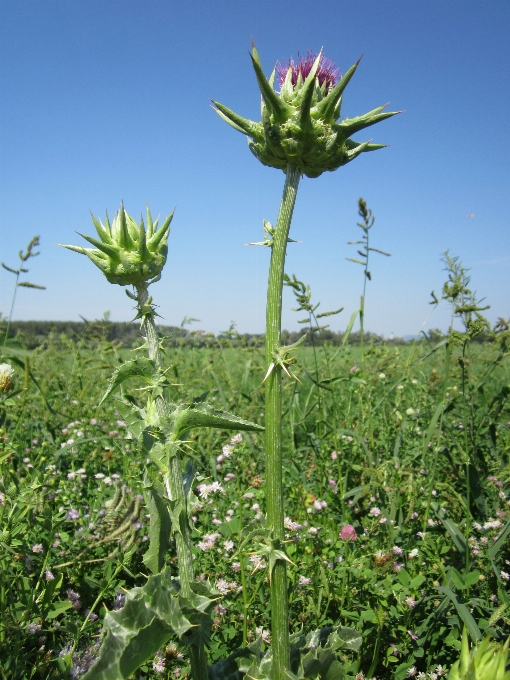 Pianta campo prato
 prateria
