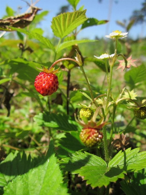 Florescer plantar fruta baga