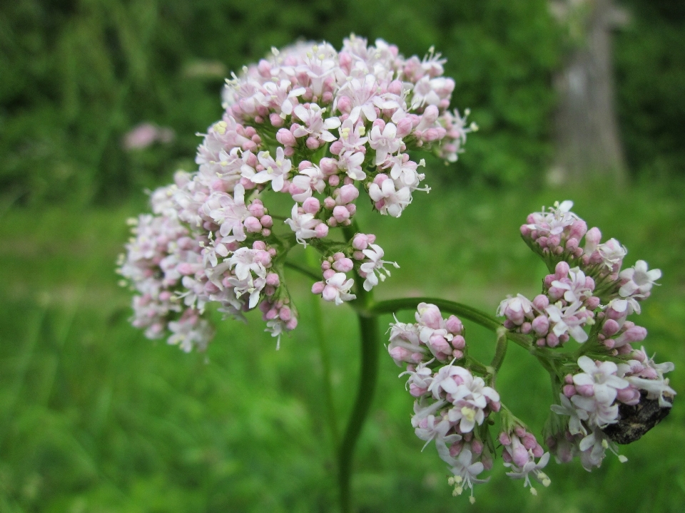 Fiore pianta erba produrre