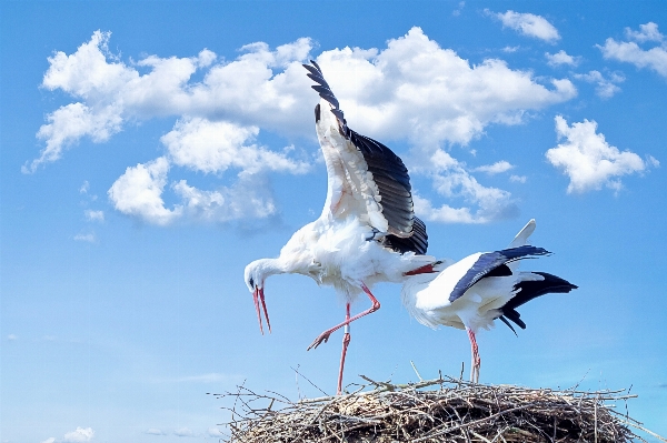 Natur vogel flügel tier Foto