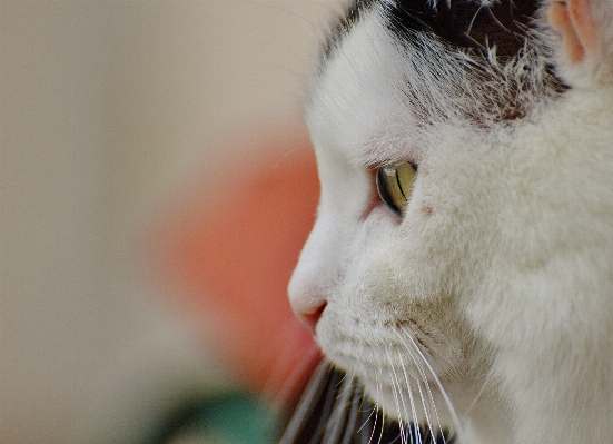 Foto Bianco e nero
 animale carino