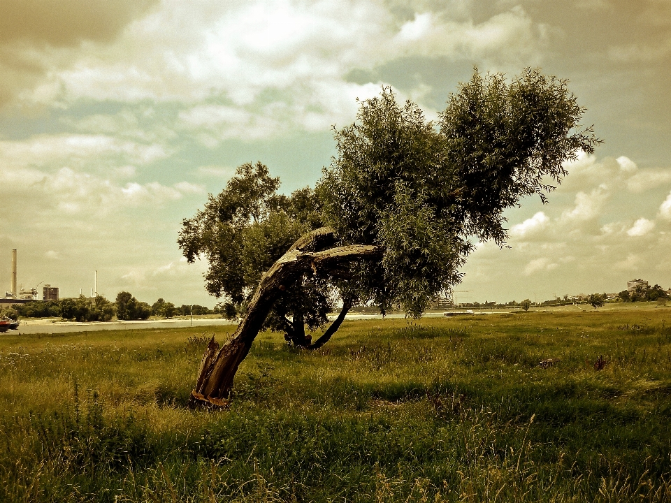 Paysage arbre nature herbe