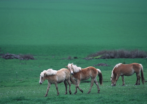 Landscape grass walking meadow Photo