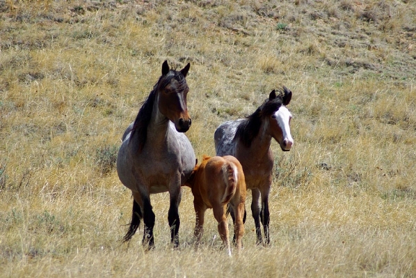 Landscape walking meadow prairie Photo