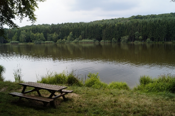 Foto Natureza floresta pântano
 pântano