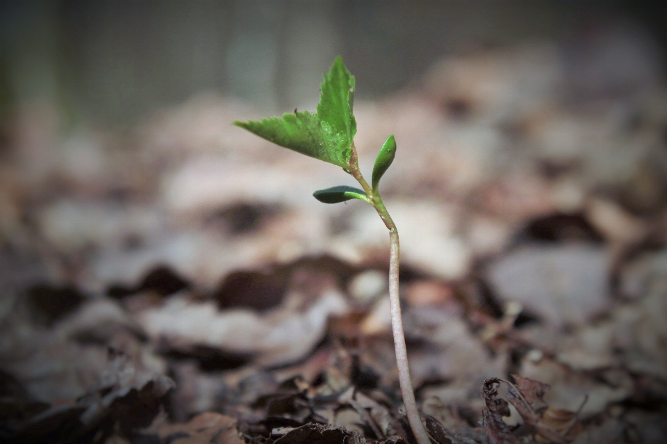 Tree nature branch growth