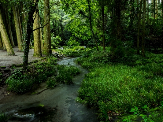 Tree water nature forest Photo