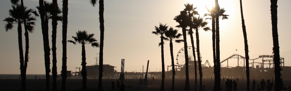 Beach coast tree horizon