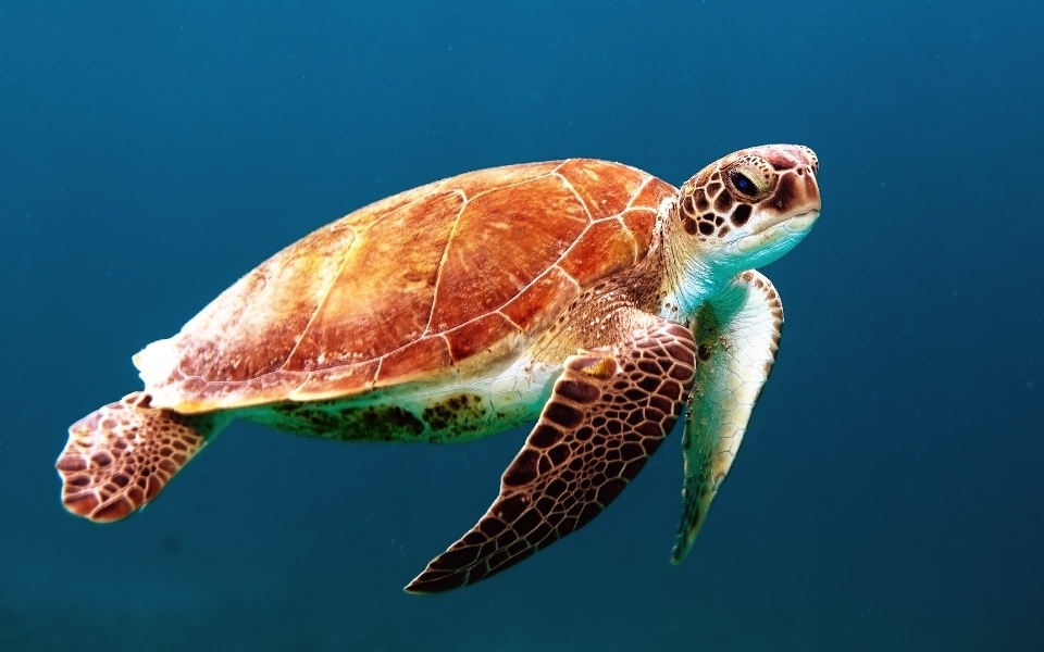 Ocean underwater swim biology