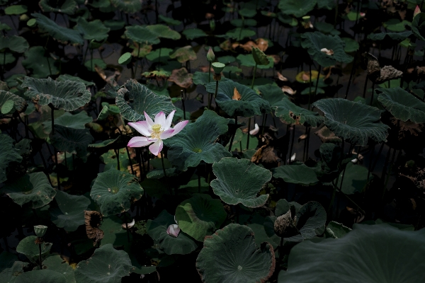 自然 植物 叶子 花 照片