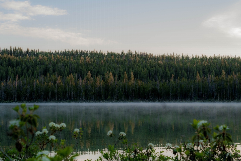 Landscape tree water nature