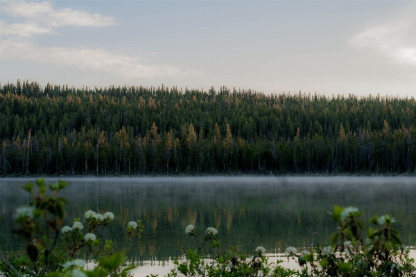 Landscape tree water nature Photo