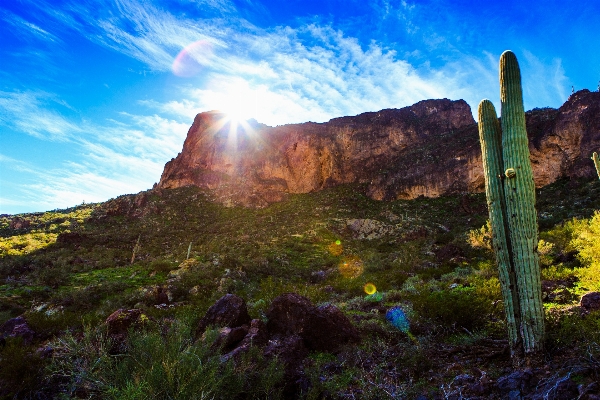 風景 木 自然 rock 写真