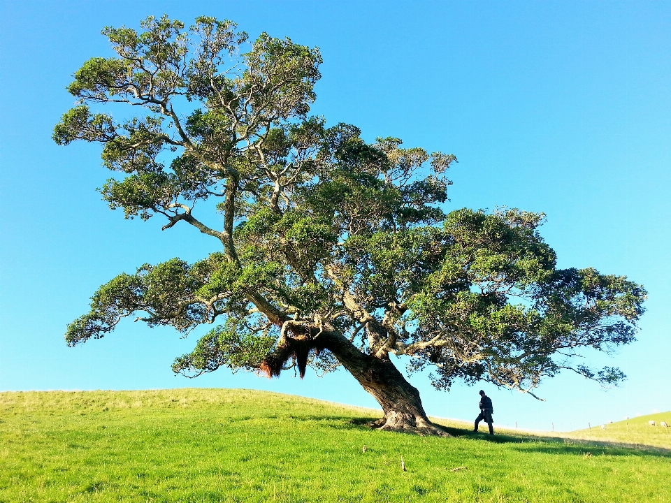 Paisaje árbol naturaleza desierto
