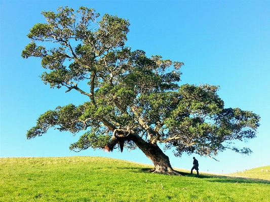 Landscape tree nature wilderness Photo