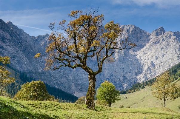 Landscape tree nature wilderness Photo