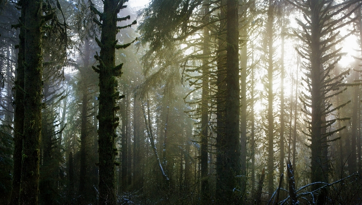 Foto Paisagem árvore floresta região selvagem
