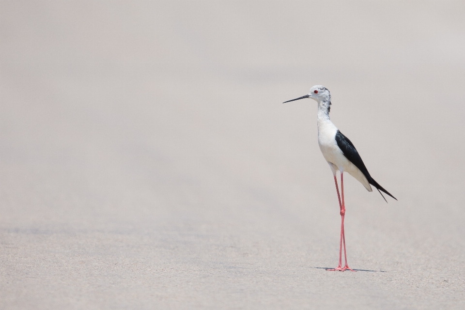 Beach bird wing wildlife