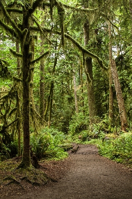 Tree nature forest path Photo