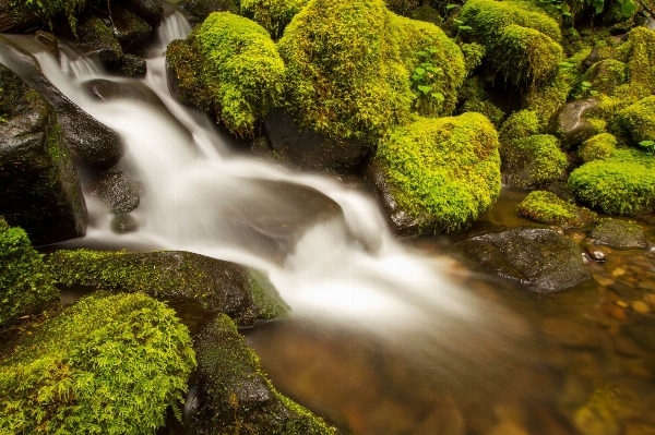 風景 木 水 自然 写真