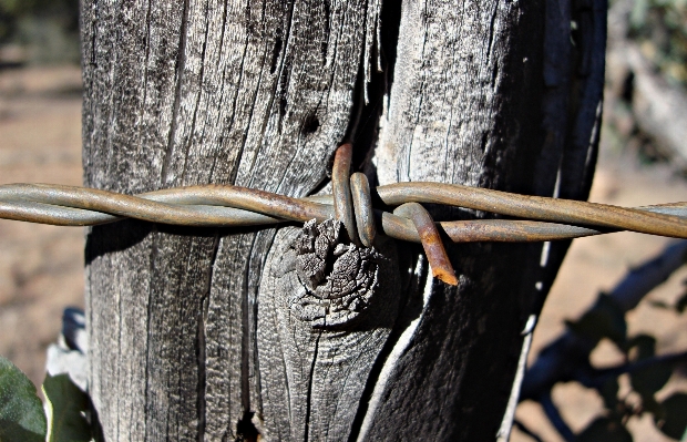 Tree nature branch sharp Photo