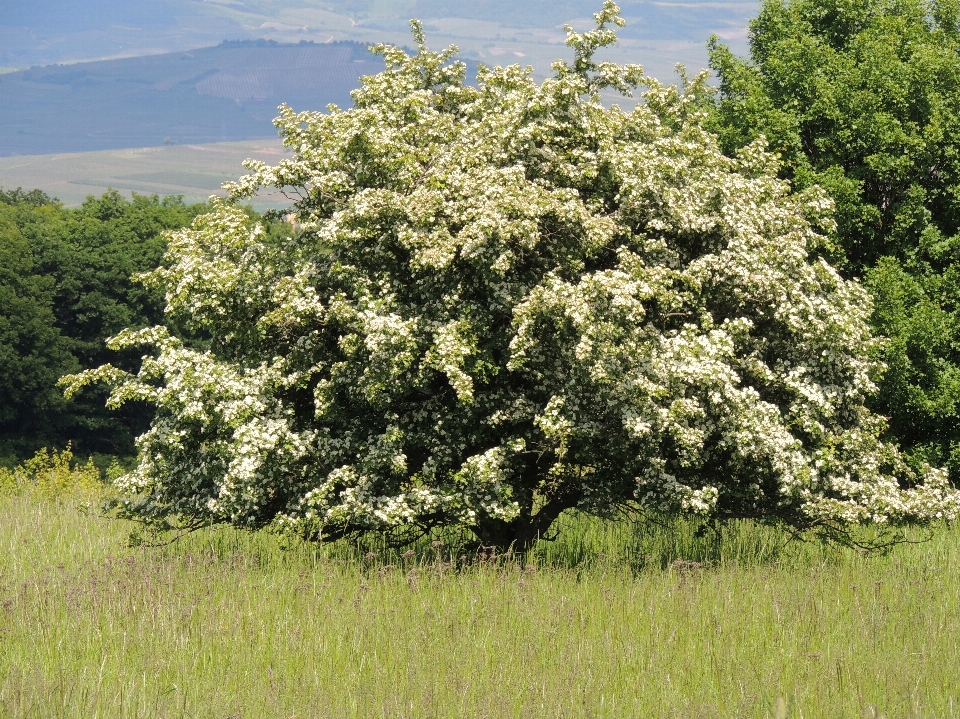 árbol planta flor producir