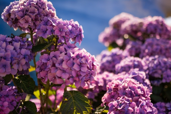 Nature outdoor blossom light Photo