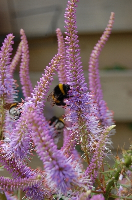 Nature plant flower pollen Photo