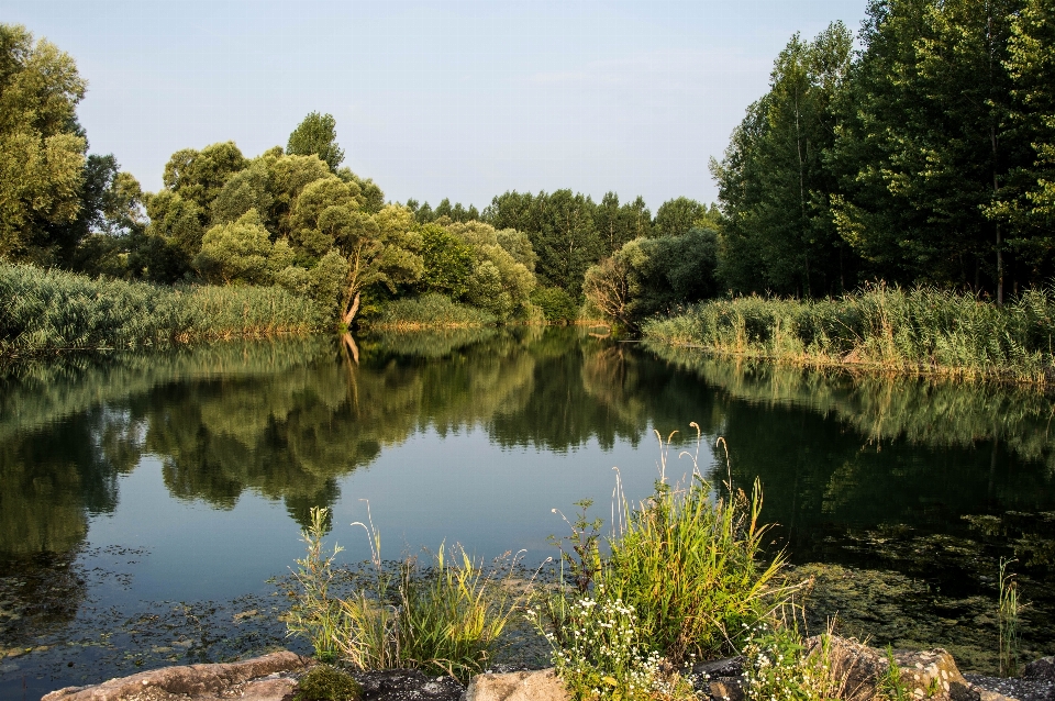 Landschaft baum wasser natur