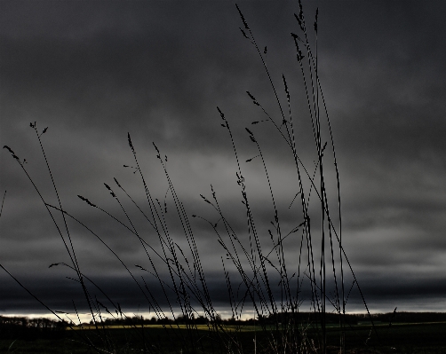 Nature grass horizon light Photo