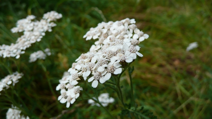 Blossom plant flower herb Photo