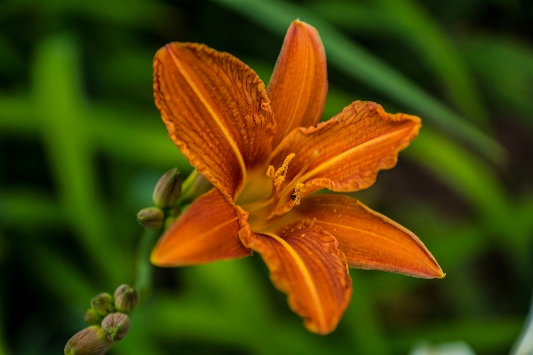 Nature plant leaf flower Photo