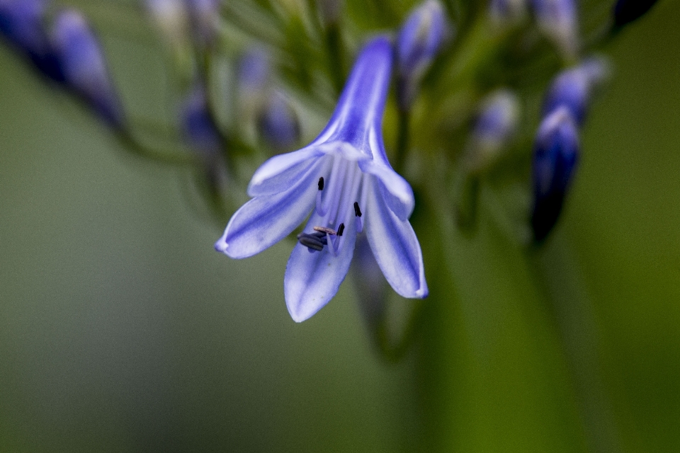 Nature fleurir usine fleur