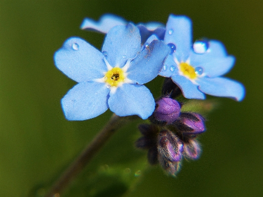 Nature blossom plant flower Photo